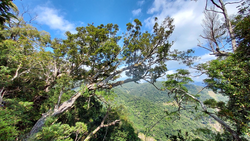 Fagaceae in Daw Township