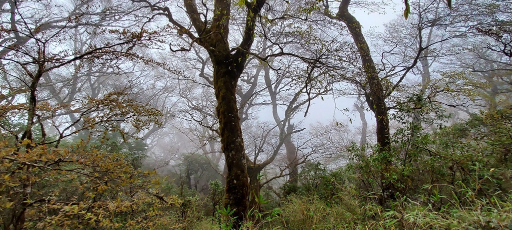 Fagus hayatae