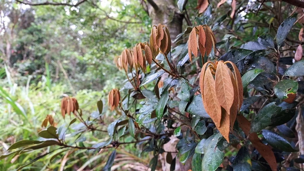 New growth on Quercus championii