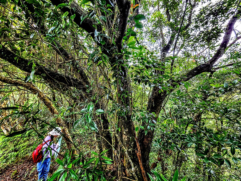 We have found surviving Quercus championii trees and a primary forest of Quercus repandifolia recently.