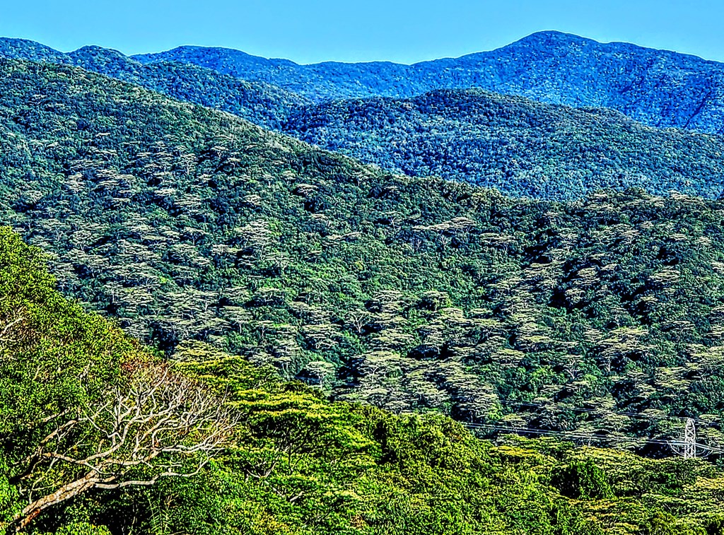 The current situation in the southeast involves the secondary forest types of exotic species such as Falcataria moluccana. 