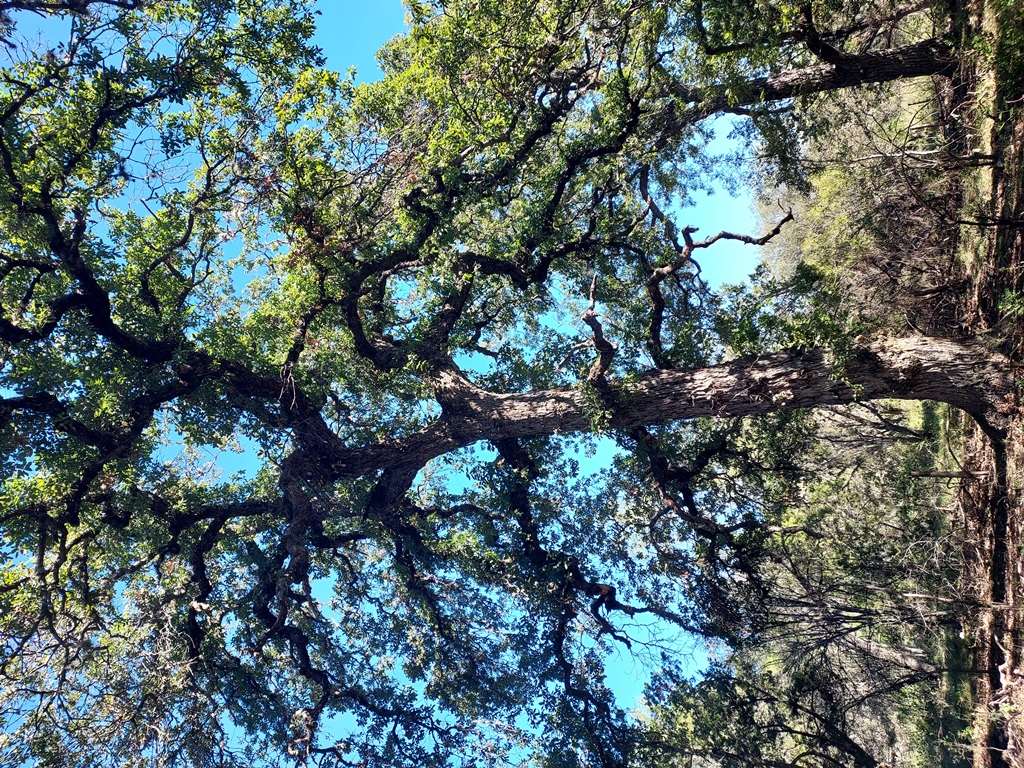 Quercus laceyi at Big Tree Ranch