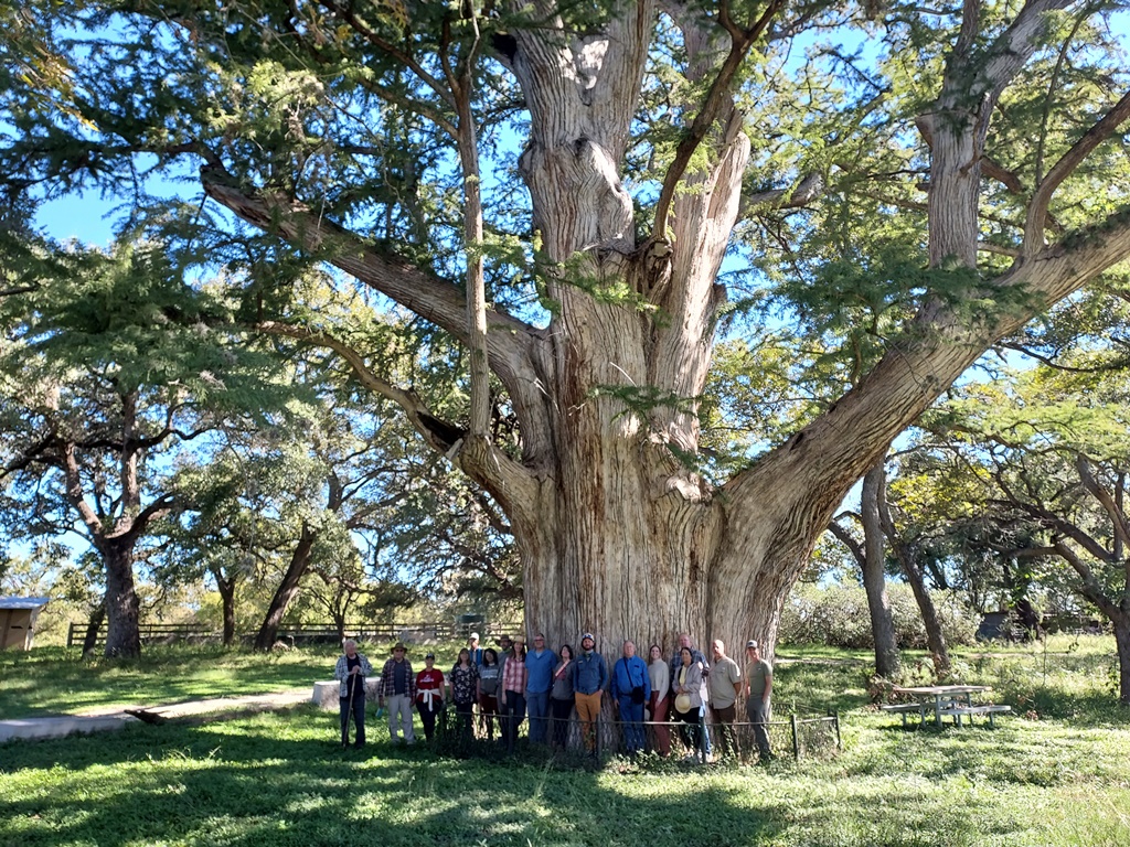 Bald cypress at Big Tree Ranch