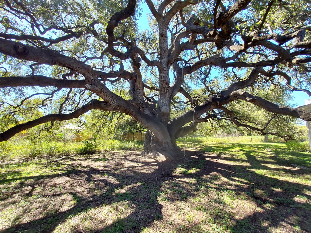 Rio Frio Landmark Oak
