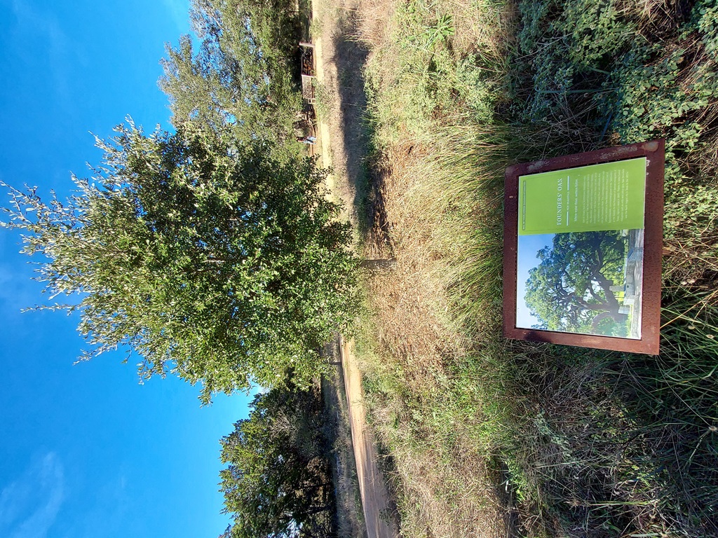 Founder's Oak in the Hall of Texas Heroes