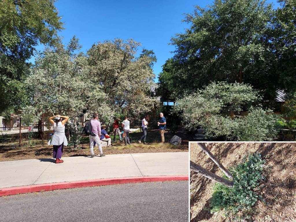 Quercus hinckleyi and suckerint