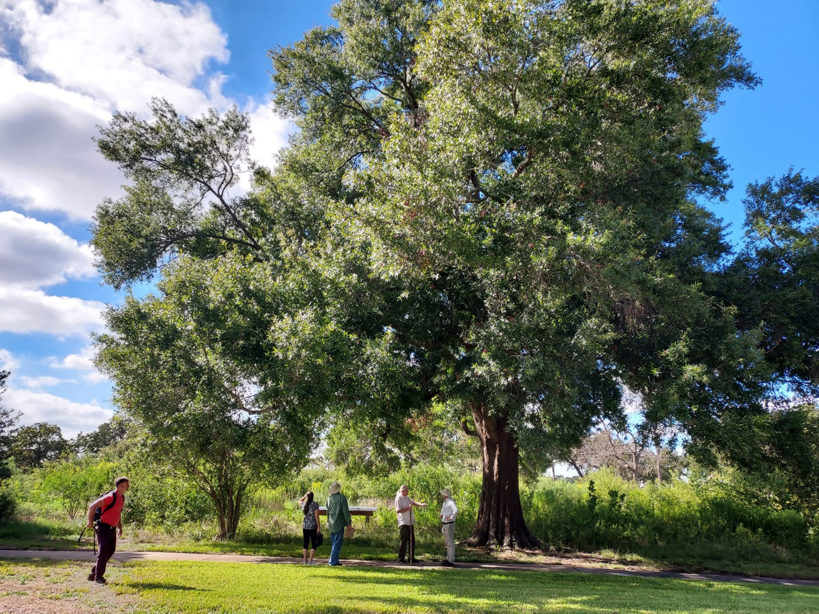 Quercus phellos at HBGG