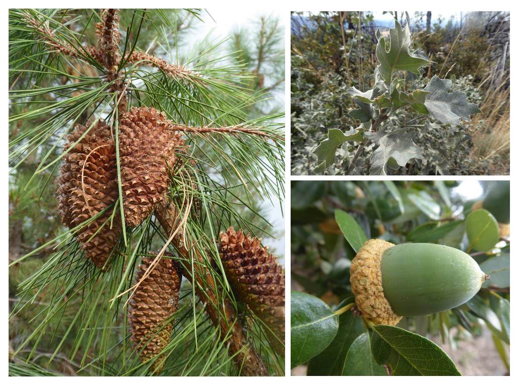 Pinus attenuata cones. Quercus kelloggii, Q. chrysoleps