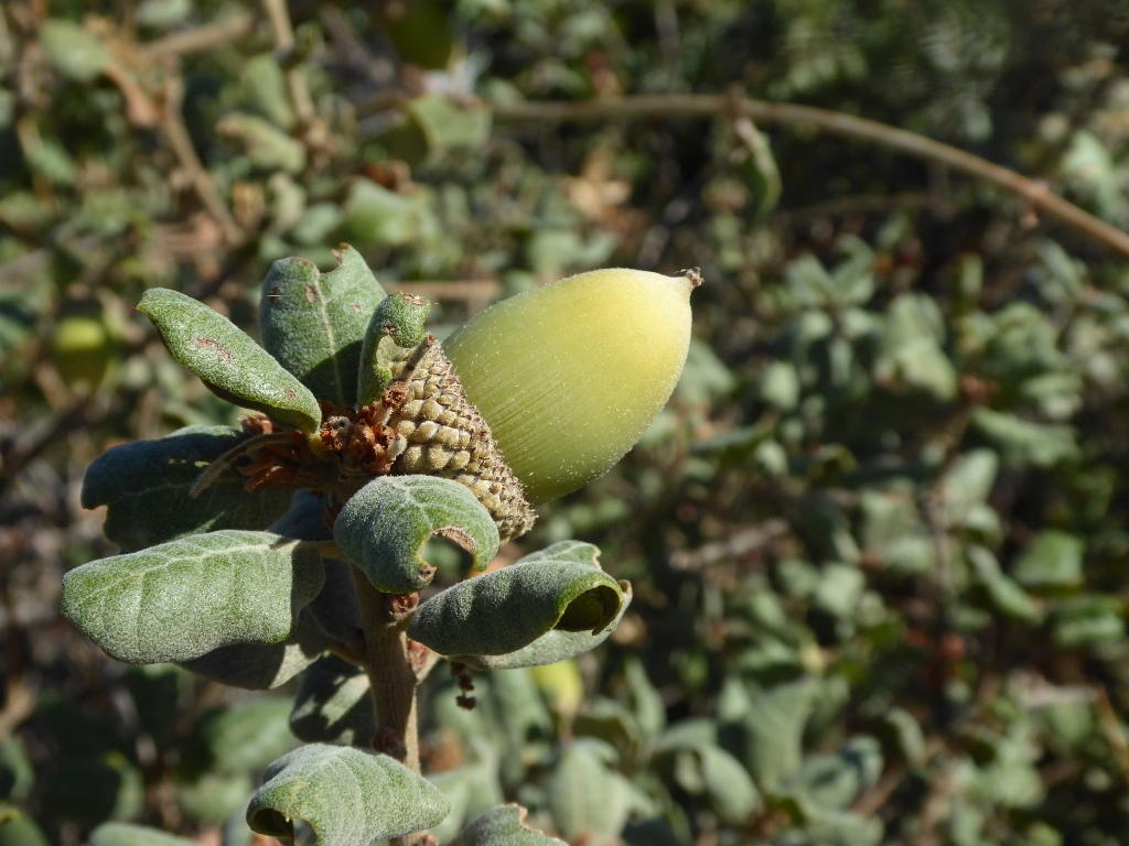 Quercus durata, Round Valley Overlook