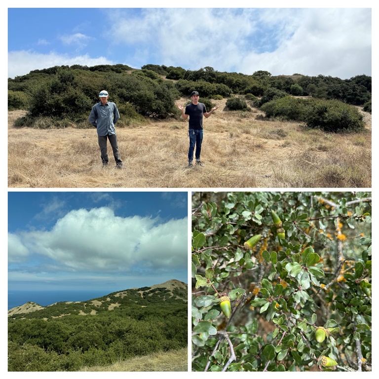 Kevin Alison, Rare Plant Ecologist for Catalina Island Conservancy, describes restoration efforts against a backdrop of Quercus pacifica groves. The island flora is less diverse at this site due to browsing pressures from introduced deer.