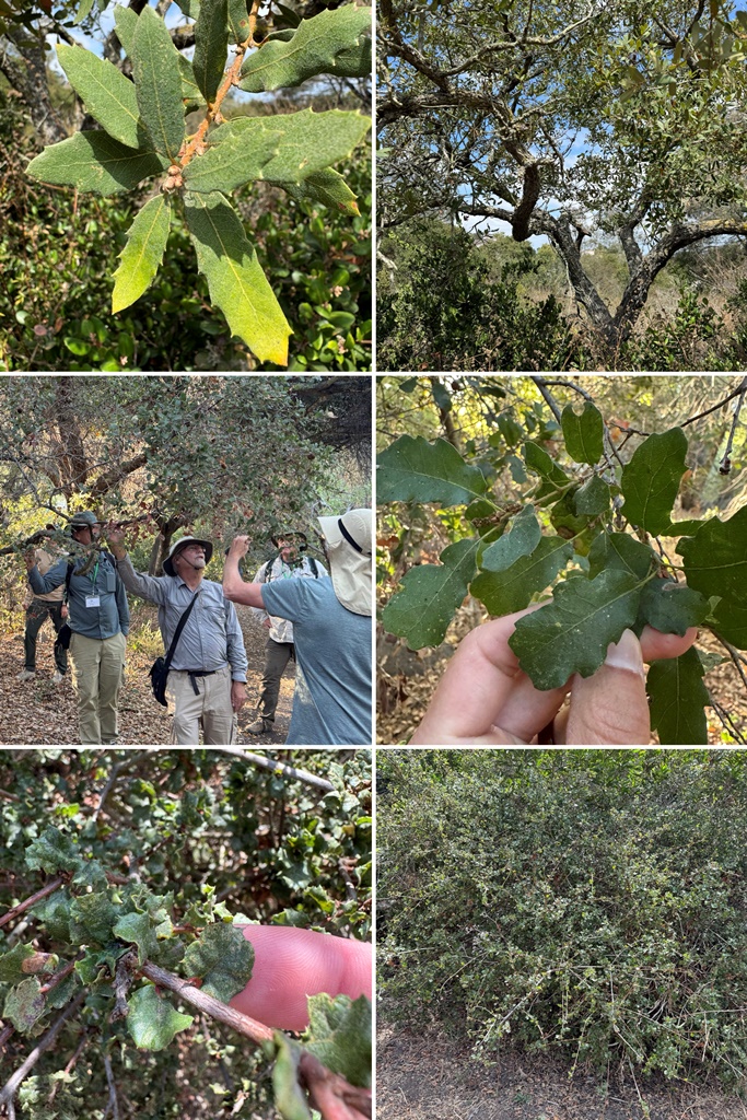  Quercus berberidifolia × engelmannii observed at our lunch stop.  Middle: Fred Roberts explaining Quercus ×acutidens (Q. cornelius-mulleri × engelmannii).  Bottom: Quercus dumosa at the edge of a parking lot.