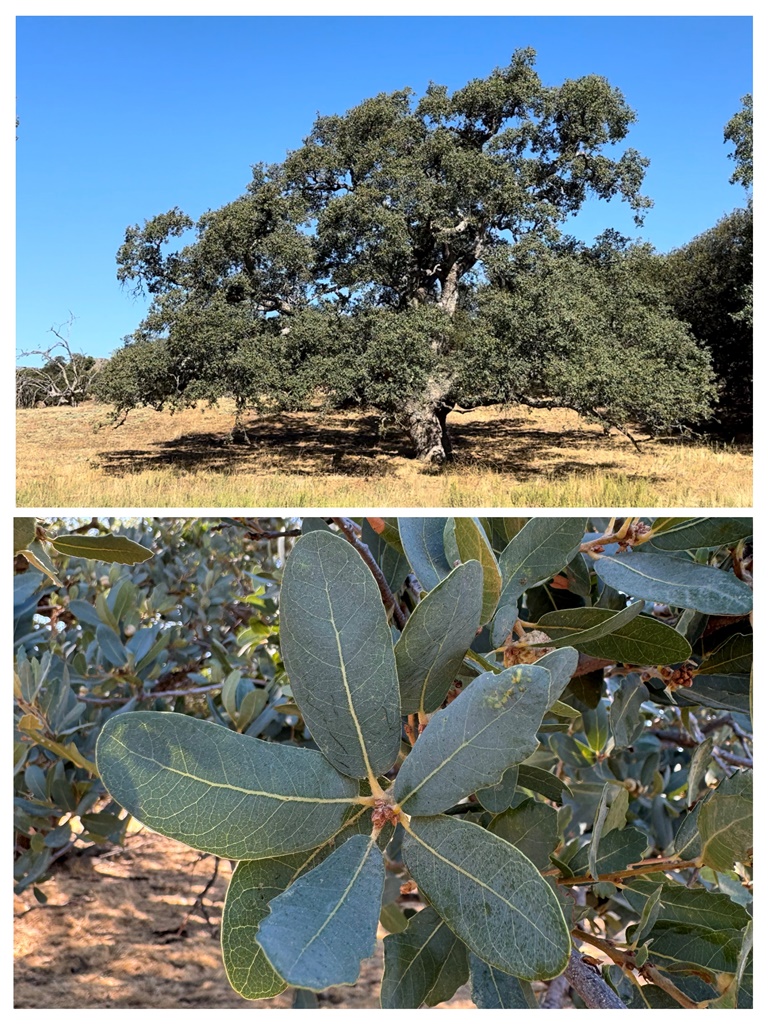 Quercus engelmannii