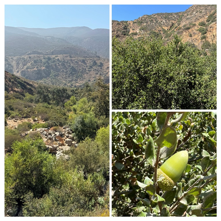 A population of Quercus cedrosensis growing in a seasonal wash in the Otay Mountains. Though well adapted to this site, we found only a single acorn