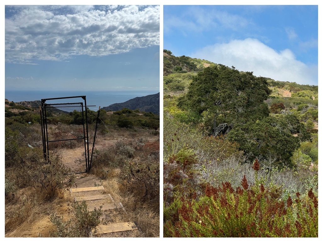  A 0.8-mile exclusion fence shields native flora from deer, allowing rare island species to thrive.