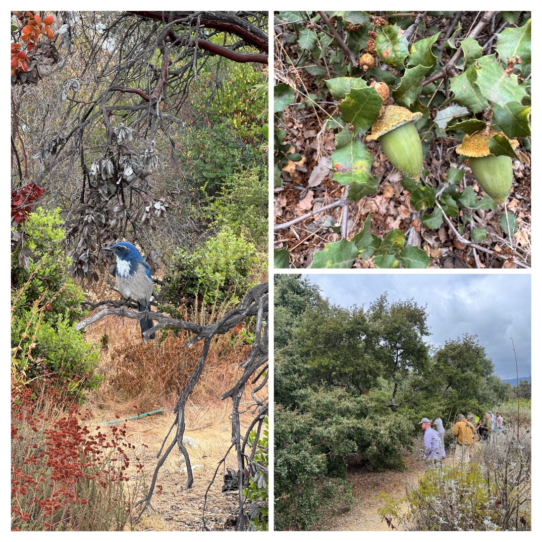 A California Scrub-Jay at the California Botanic Garden, perched among naturalistic plantings. Quercus palmeri acorns and our group exploring a grove of Quercus pacifica, a preview of native oaks we would later encounter in the wild