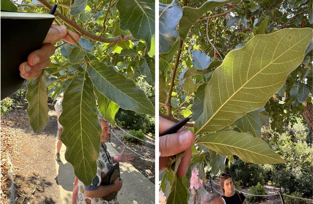 Quercus sororia