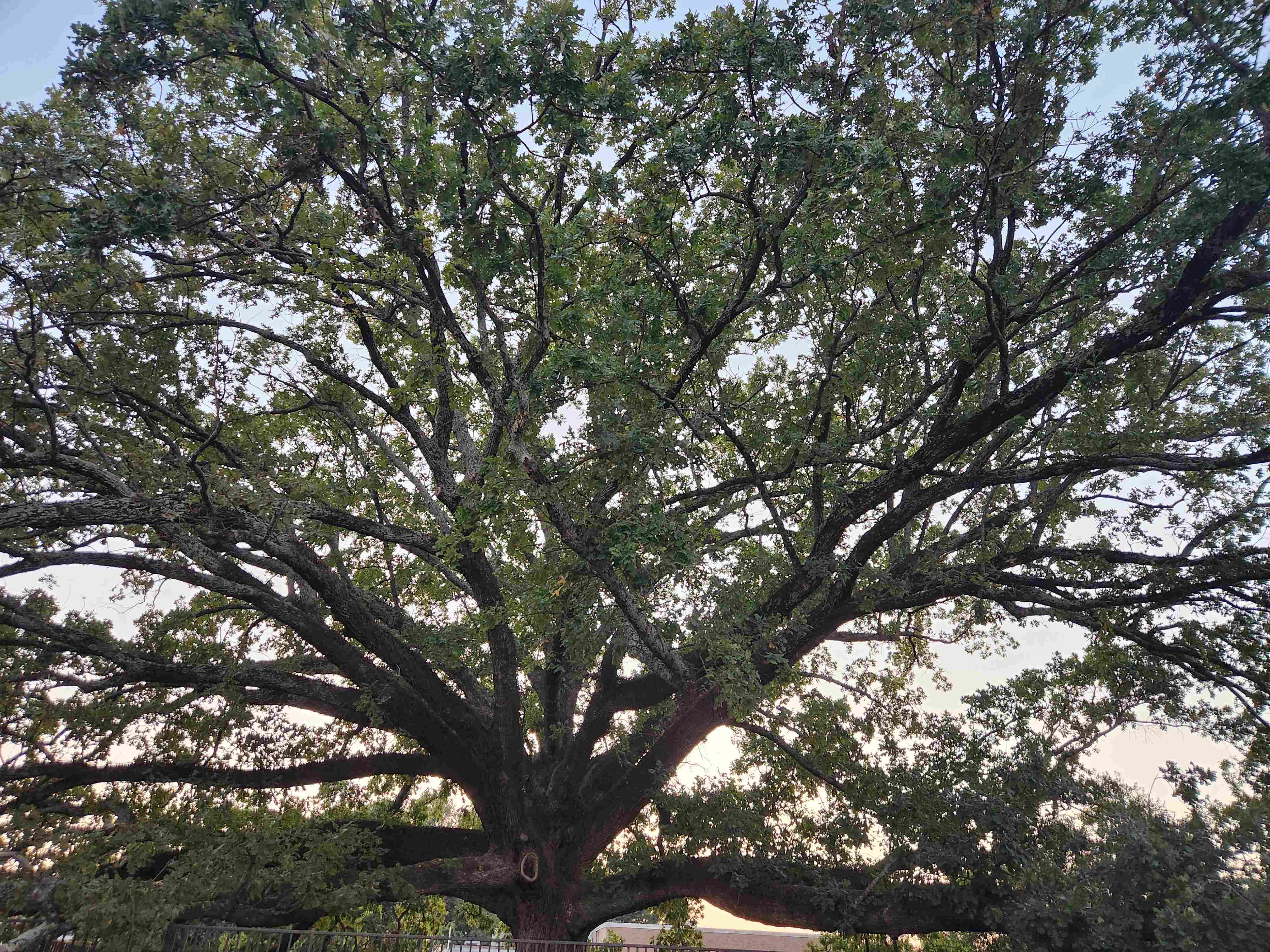 Centennial oak