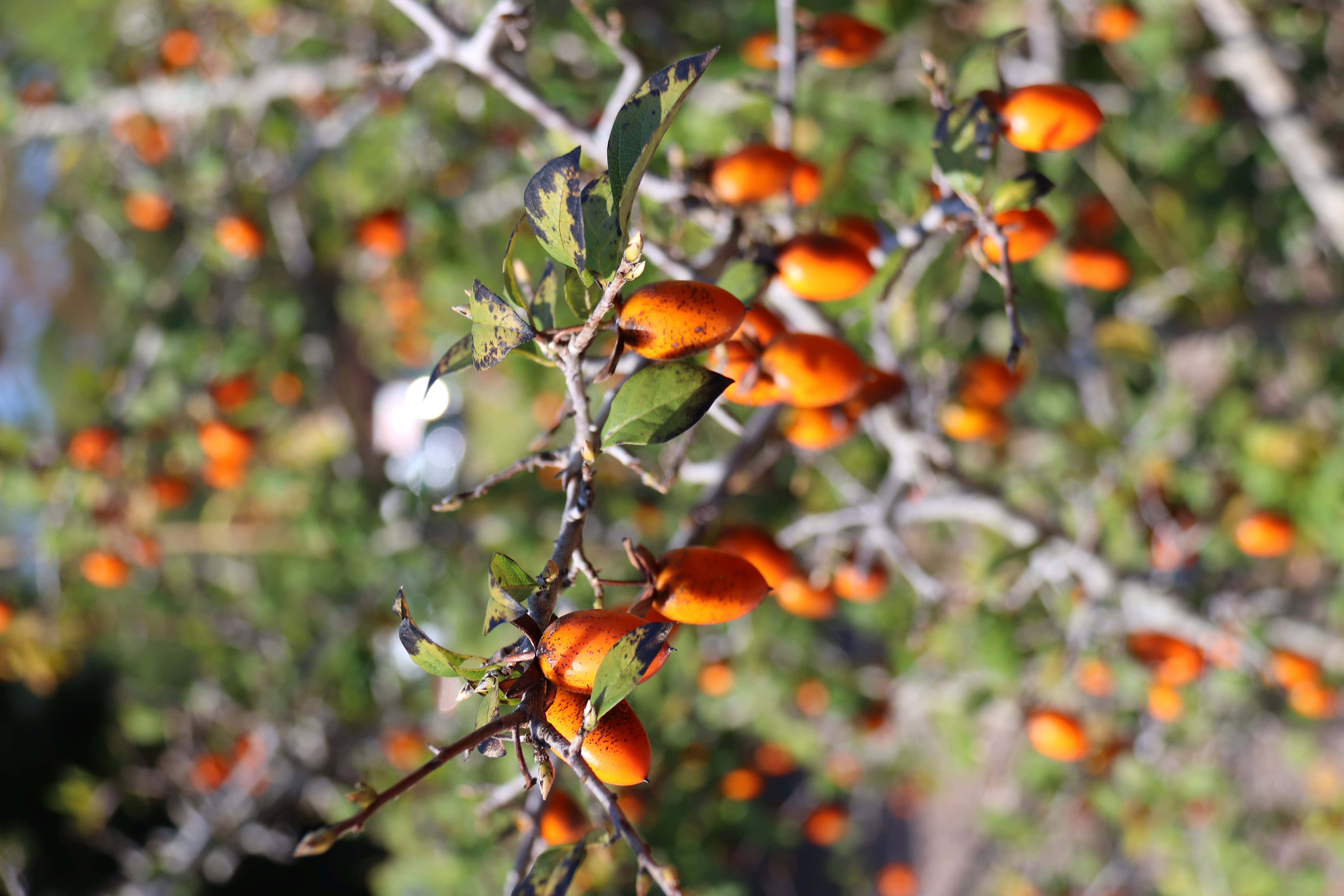 Diospyros rhombifolia