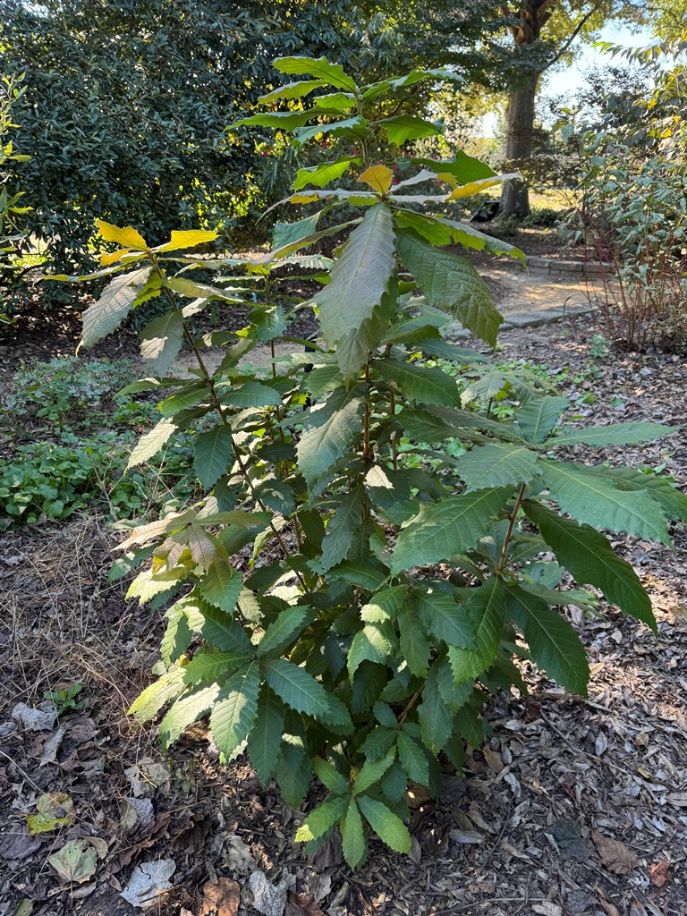Quercus insignis at JC Raulston Arboretum (c) John Leszczynski