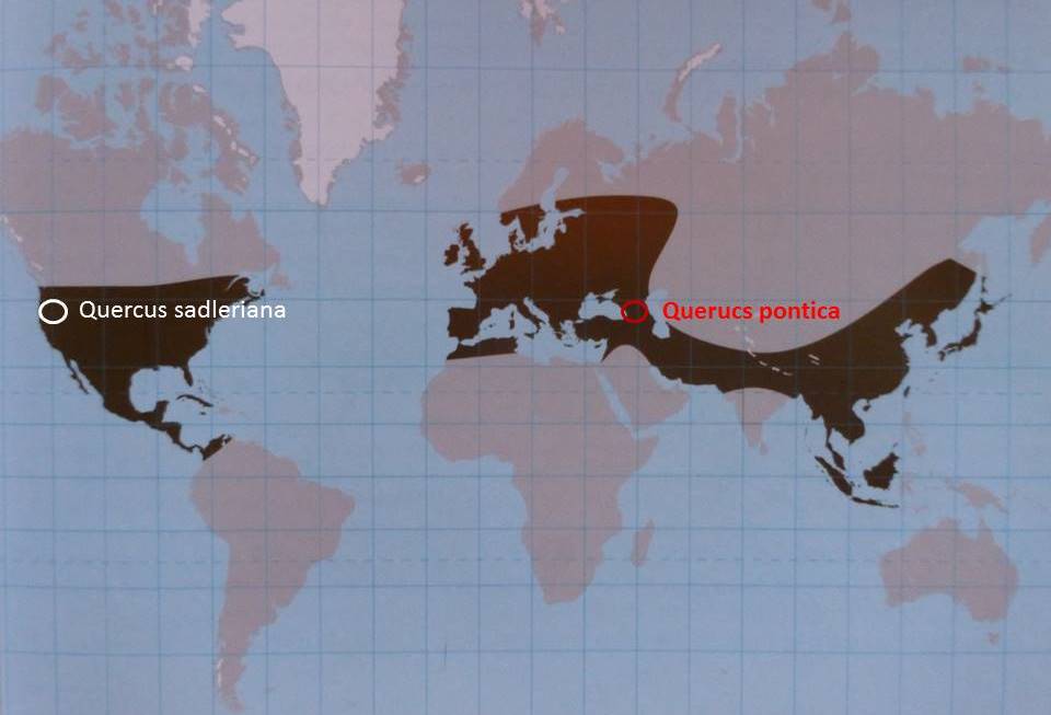 Distribution of Q. sadleriana and Q. pontica