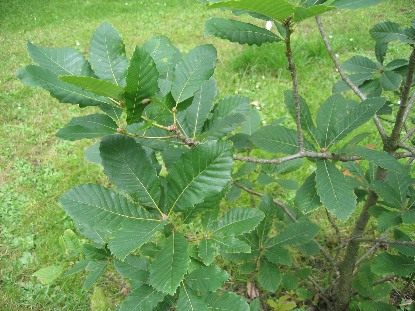  	 Quercus 'Tromp Deerpon' at Trompenburg Arboretum in The Netherlands