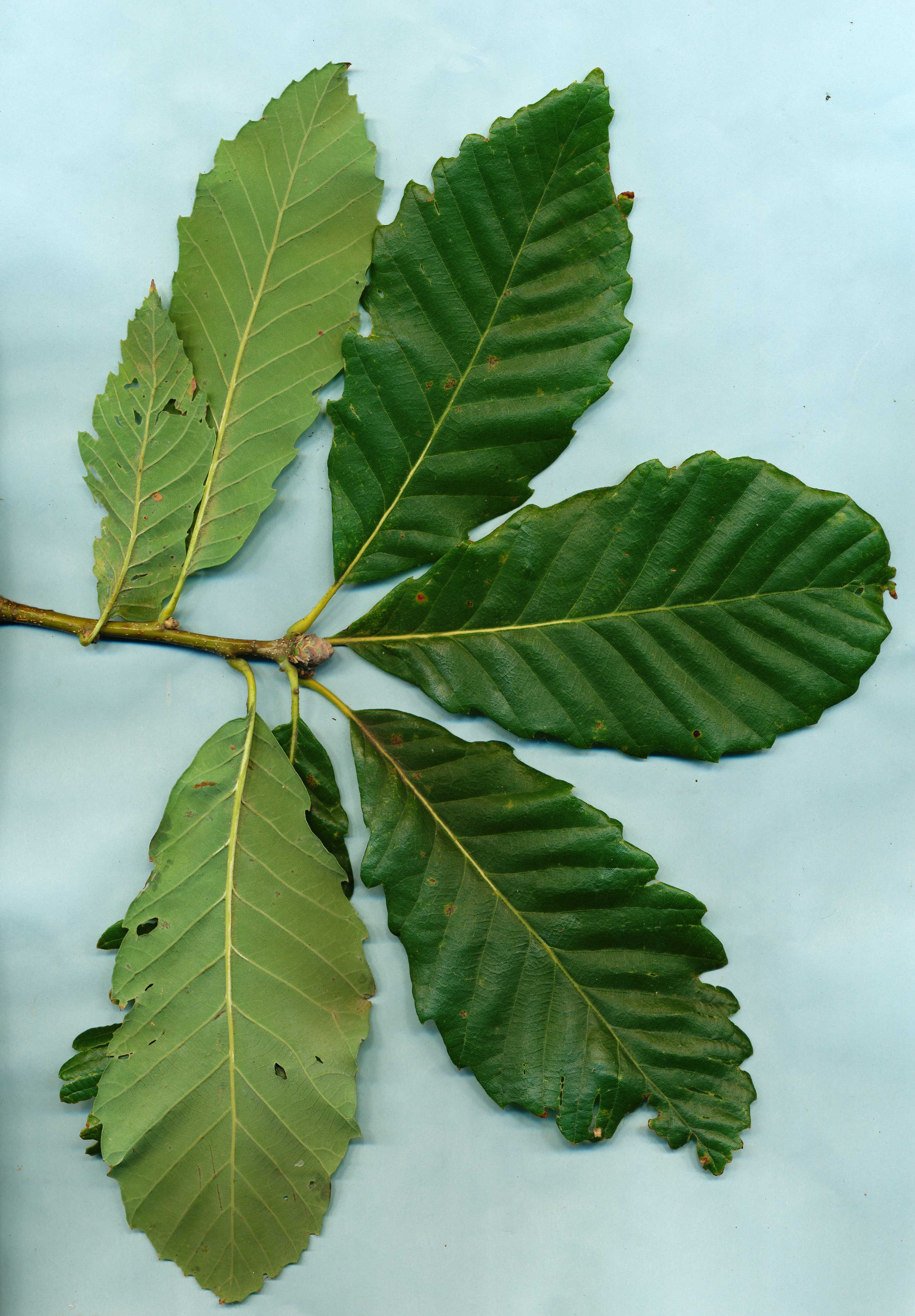 Leaves of Quercus 'Tromp Deerpon'