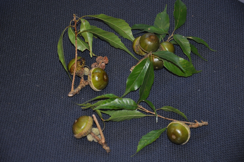 Lithocarpus konishii