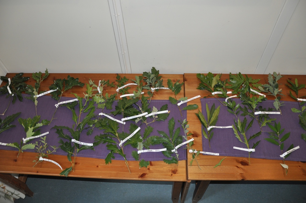 Samples of oaks on display
