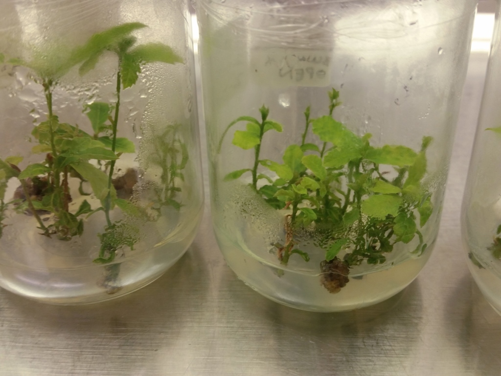 tissue culture