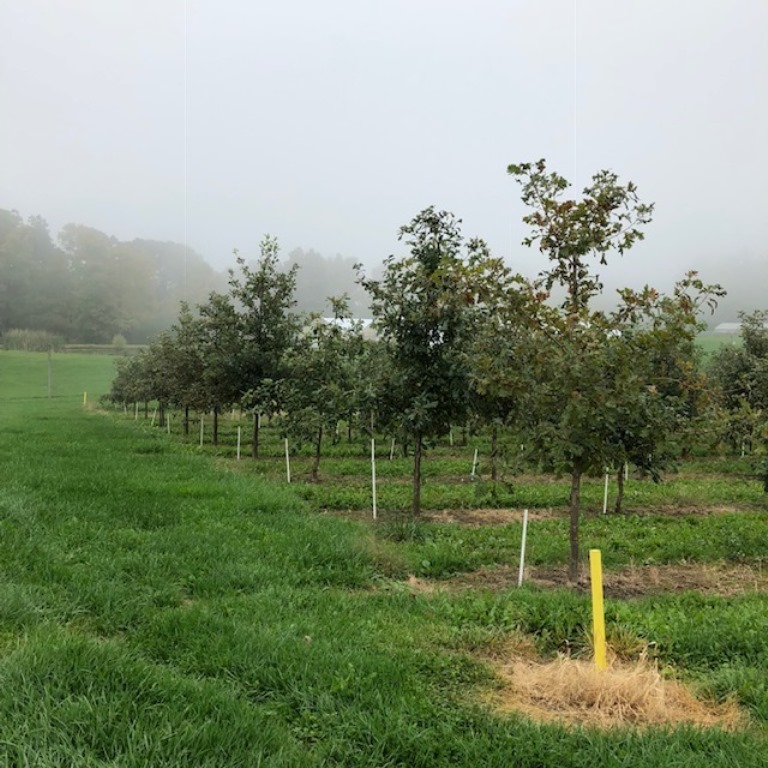 Hybrid oaks in UHI research plots.