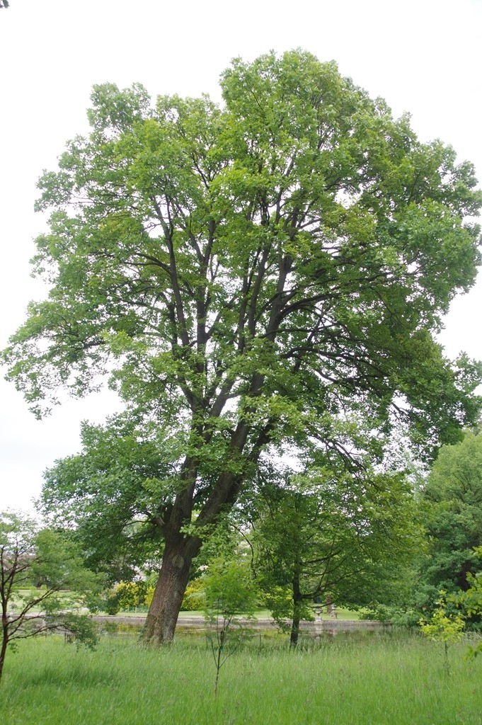 Quercus frainetto listing