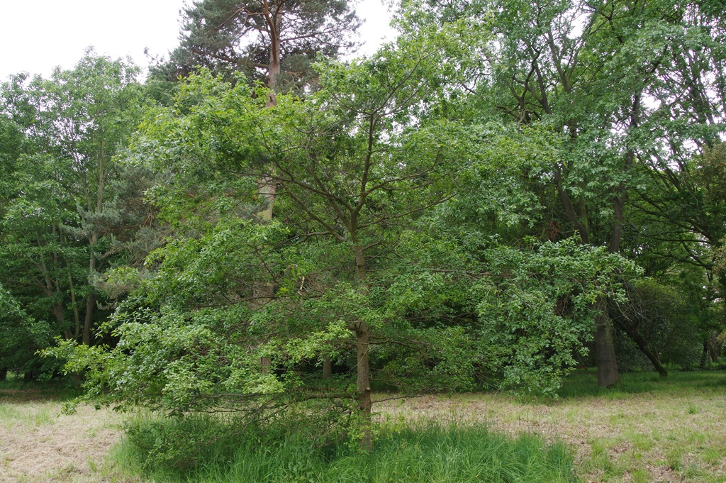 Quercus acherdophylla