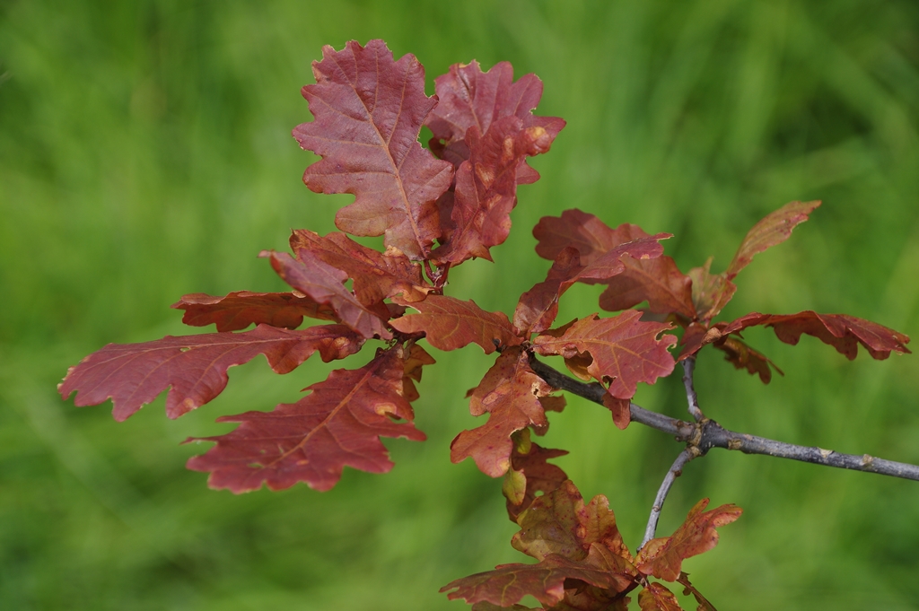Quercus robur Timuki