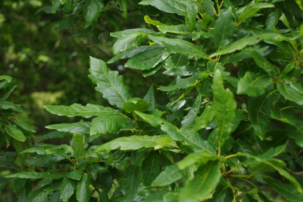 Quercus petraea Mespilifolia