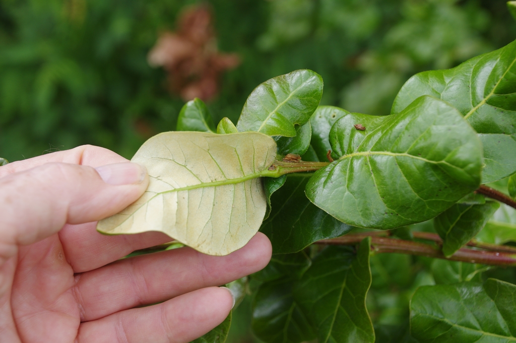 Quercus semecarpifolia
