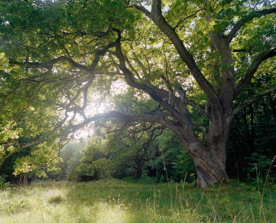 Oak Gustaf Emanuelsson