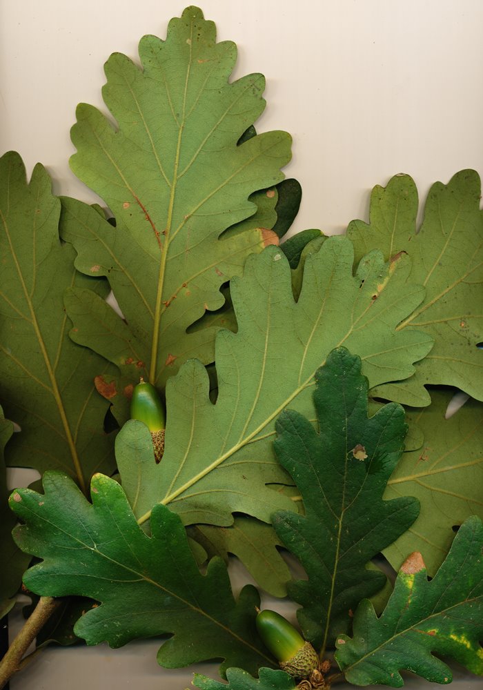 Quercus Macon leaves