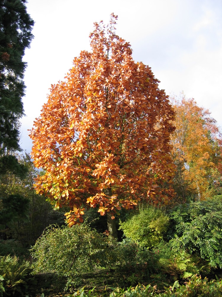 Quercus Pondaim