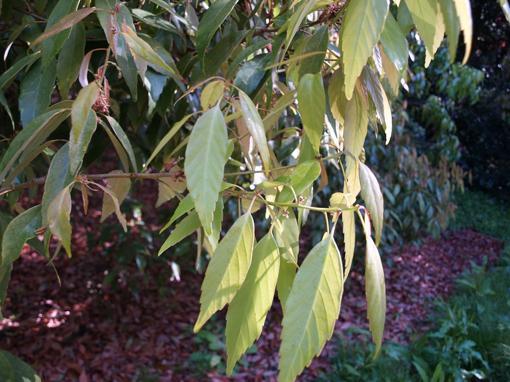 Quercus myrsinifolia