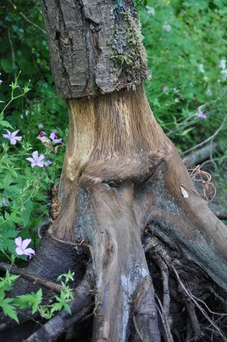 Quercus warburgii graft