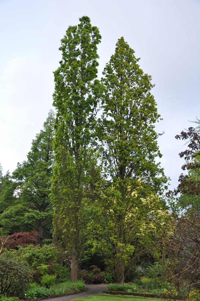 Quercus rosacea West Column and East Column