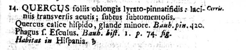 Protoloque Quercus cerris