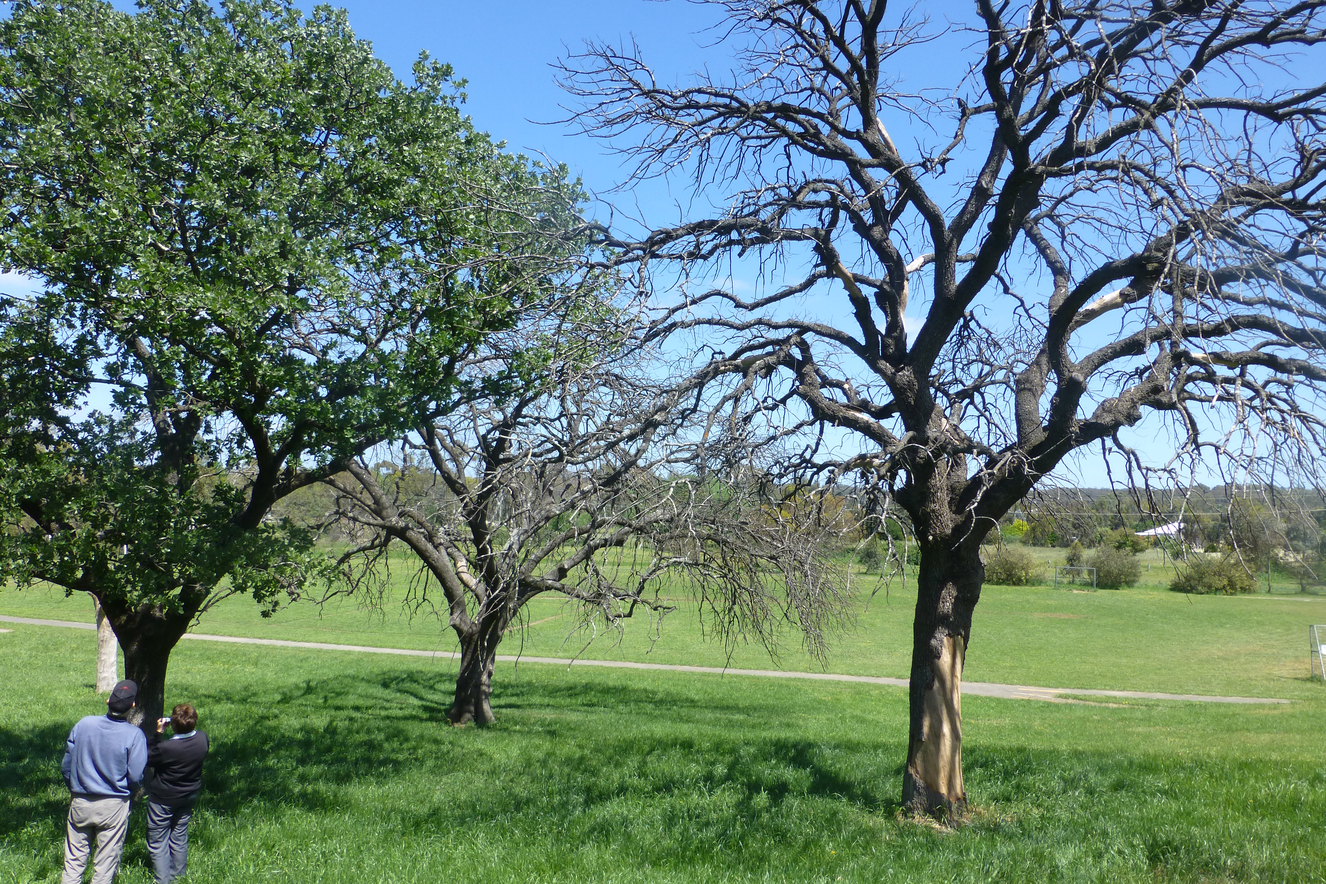 Vallonia1