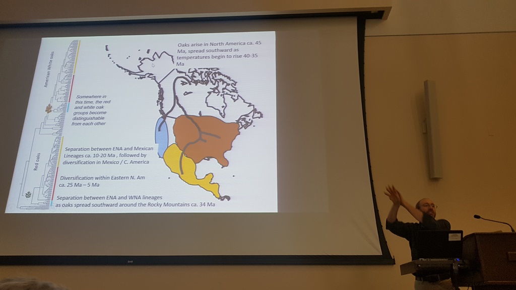 Hybridization of Eastern North American oaks