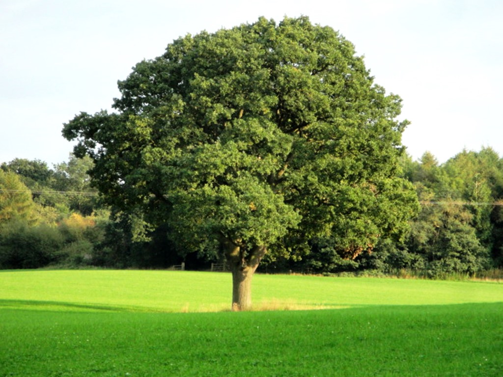 Wellington Oak