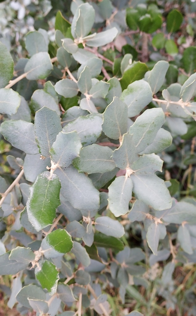 Quercus ilex with bluish tomentum