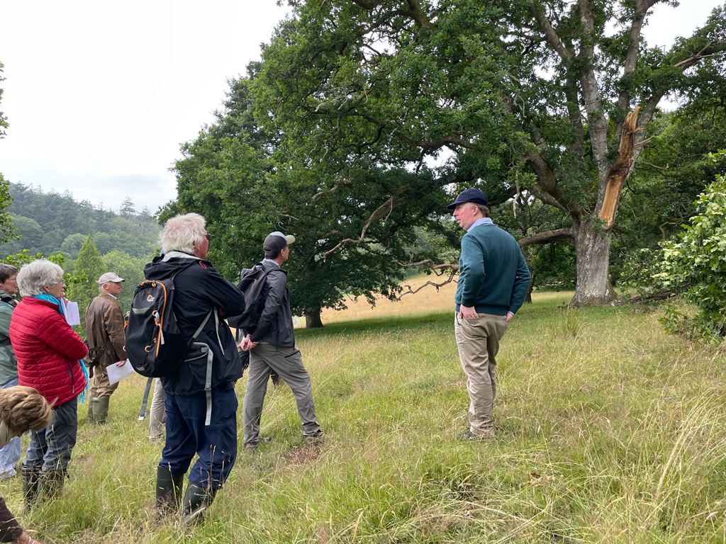One of the Royal Oaks at Penrice had recently lost a major limb