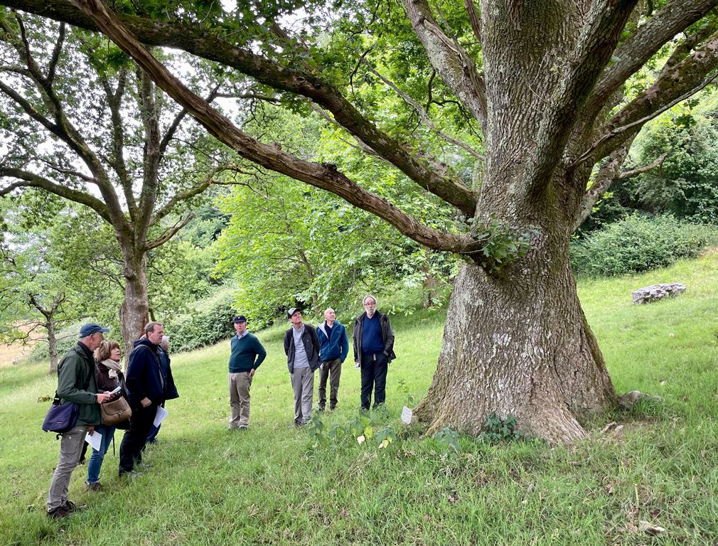 Participants at the Oak Open Day at Penrice discuss one of the Royal Oaks at Penrice