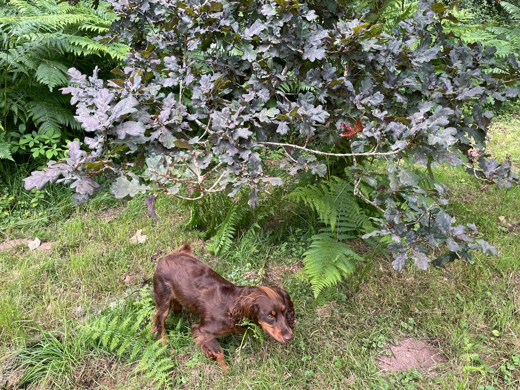 Quercus robur Atropurpurea