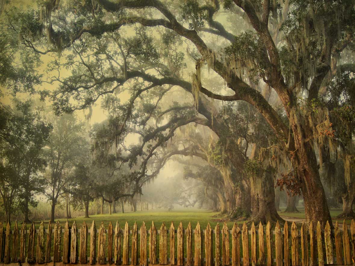 Fence and oaks study